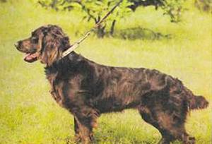 Немецкая перепелиная собака
