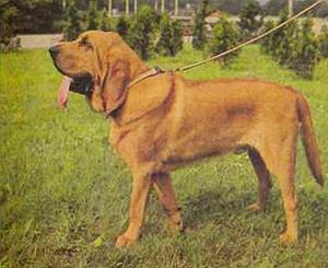Блюдгаунд (Bloodhound)